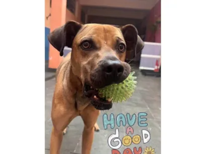 Cachorro raça SRD-ViraLata idade 2 a 6 meses nome Falar com Aline - Whats 11 98355-0599