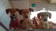 Rex, Tony,Sony e Luna.