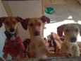 Rex, Tony,Sony e Luna.