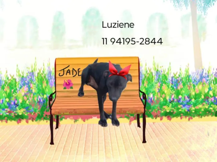Cachorro ra a SRD-ViraLata idade 4 anos nome Jade