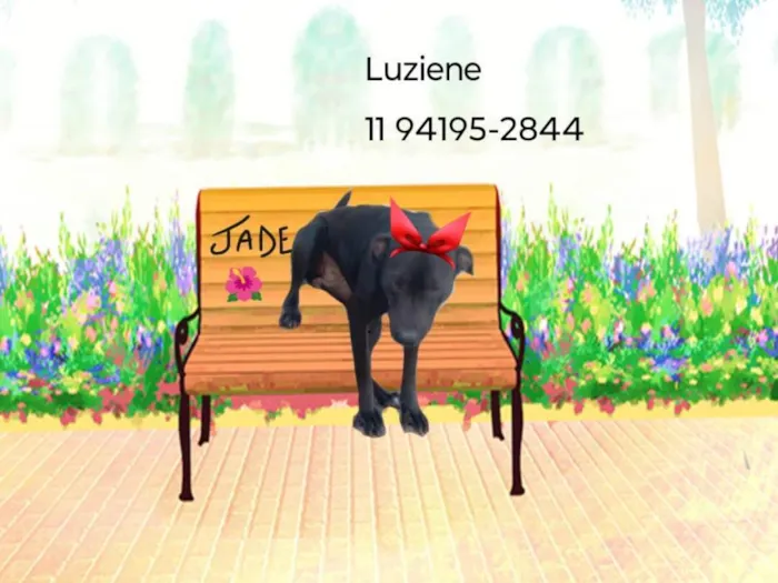 Cachorro ra a SRD-ViraLata idade 4 anos nome Jade