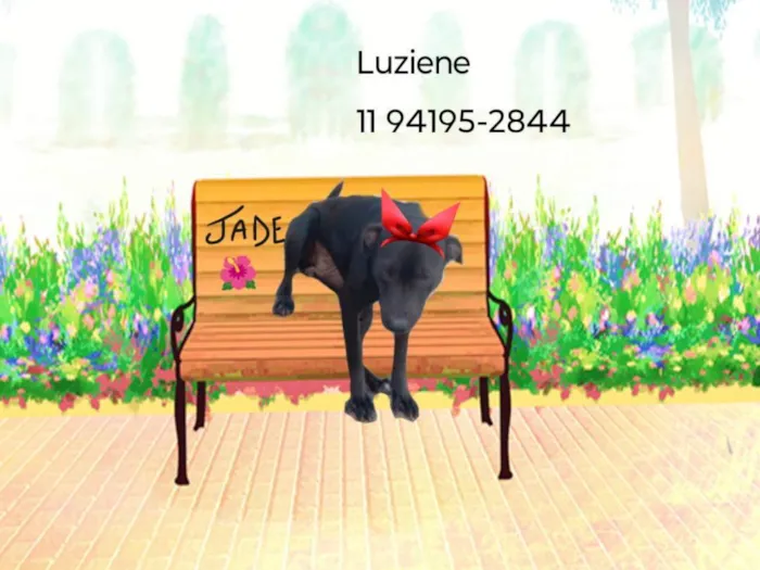 Cachorro ra a SRD-ViraLata idade 4 anos nome Jade