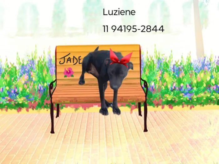 Cachorro ra a SRD-ViraLata idade 4 anos nome Jade