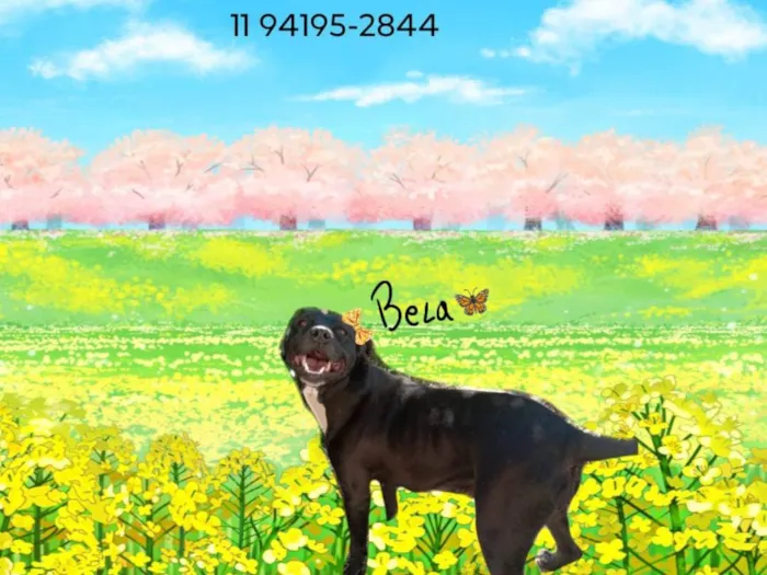 Cachorro ra a SRD-ViraLata idade 5 anos nome Bela