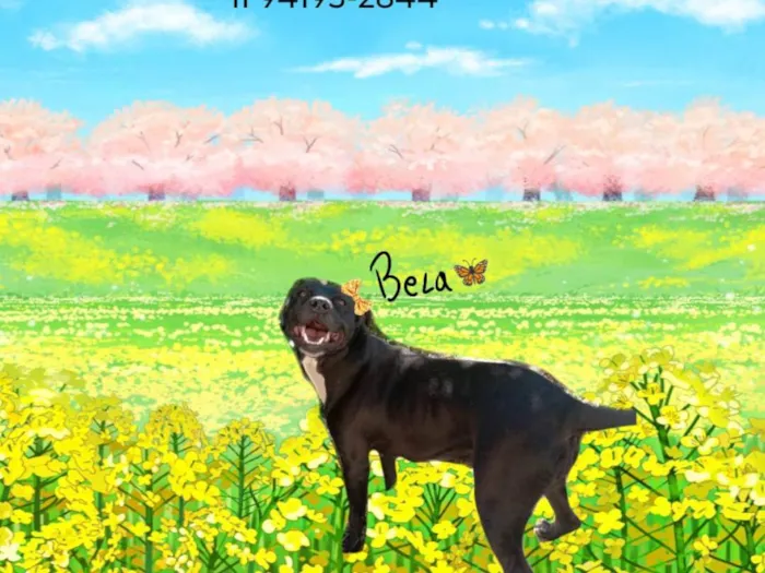 Cachorro ra a SRD-ViraLata idade 5 anos nome Bela