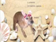 Pita/bebê