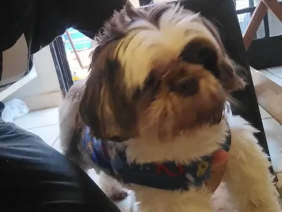Cachorro raça Shitzu idade 3 anos nome Pitoco - provisório (não sabemos)