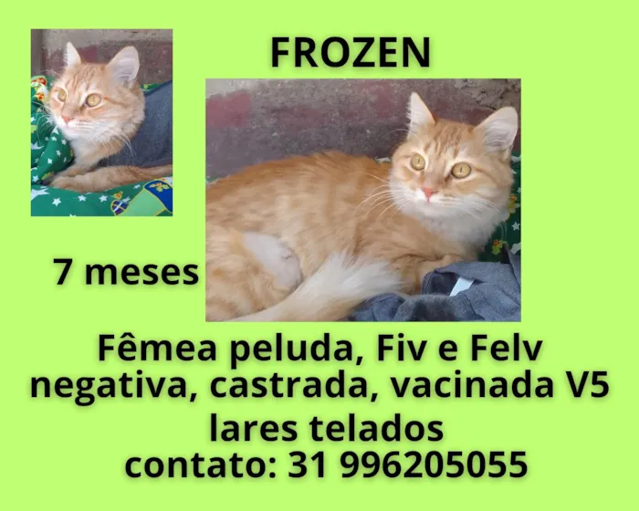 Gato ra a SRD-ViraLata idade 7 a 11 meses nome FROZEN