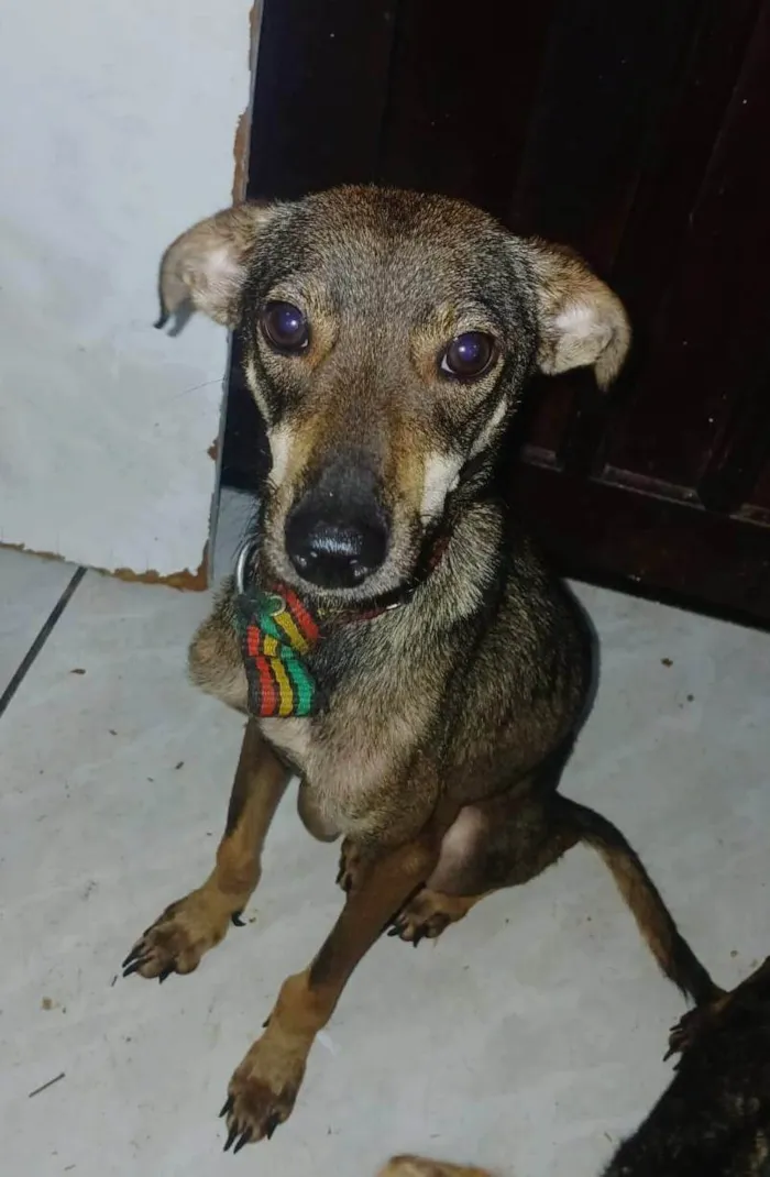 Cachorro ra a SRD-ViraLata idade 2 a 6 meses nome Cachorro 