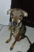 Cachorro