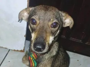 Cachorro raça SRD-ViraLata idade 2 a 6 meses nome Cachorro 