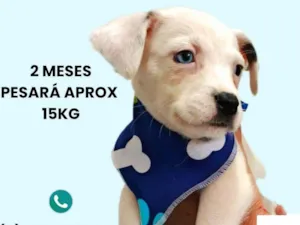 Cachorro raça SRD-ViraLata idade 2 a 6 meses nome Miguel