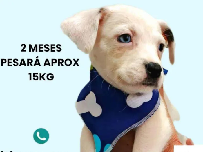 Cachorro ra a SRD-ViraLata idade 2 a 6 meses nome Miguel
