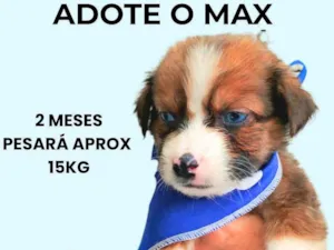 Cachorro raça SRD-ViraLata idade 2 a 6 meses nome Max