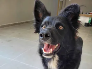 Cachorro raça SRD-ViraLata idade 1 ano nome Naruto