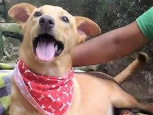 Cachorro raça SRD-ViraLata idade 1 ano nome Raul