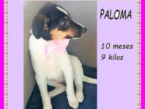 Cachorro raça SRD-ViraLata idade 7 a 11 meses nome Paloma