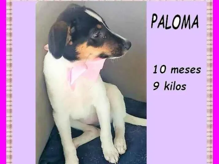 Cachorro ra a SRD-ViraLata idade 7 a 11 meses nome Paloma