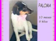 Paloma