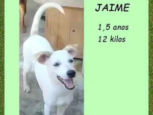 Cachorro raça SRD-ViraLata idade 1 ano nome Jaime