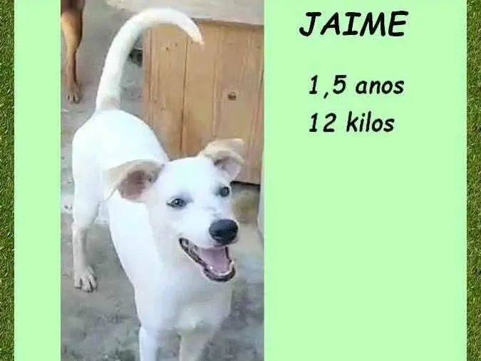 Cachorro ra a SRD-ViraLata idade 1 ano nome Jaime