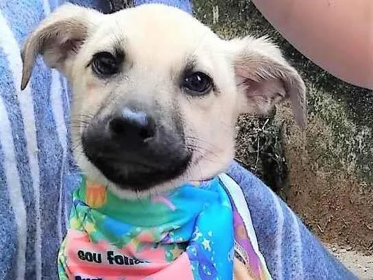 Cachorro ra a SRD-ViraLata idade 2 a 6 meses nome Bela