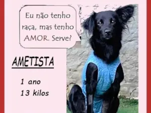 Cachorro raça SRD-ViraLata idade 1 ano nome Ametista
