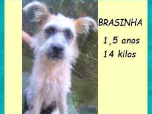 Cachorro raça SRD-ViraLata idade 1 ano nome Brasinha