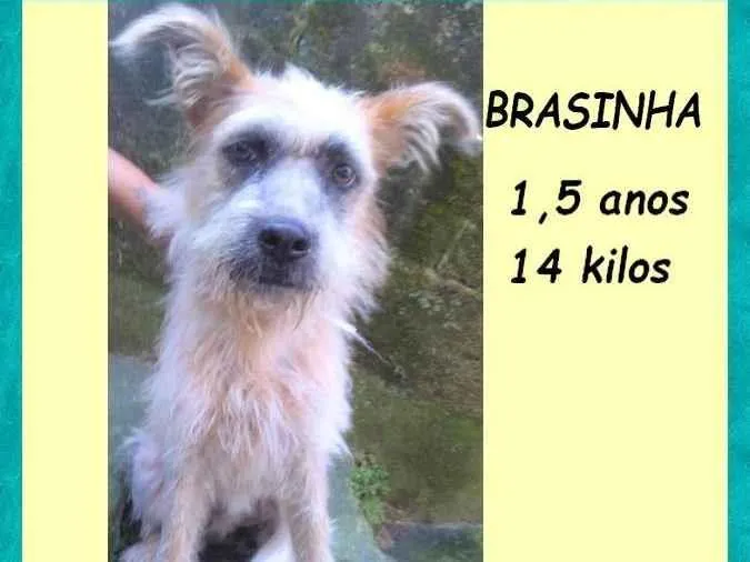 Cachorro ra a SRD-ViraLata idade 1 ano nome Brasinha