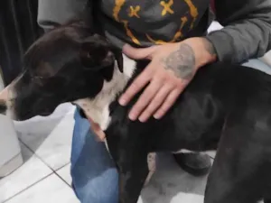 Cachorro raça Pit-Bull idade 7 a 11 meses nome Falar com Edilene - Whats 11 98133-8884