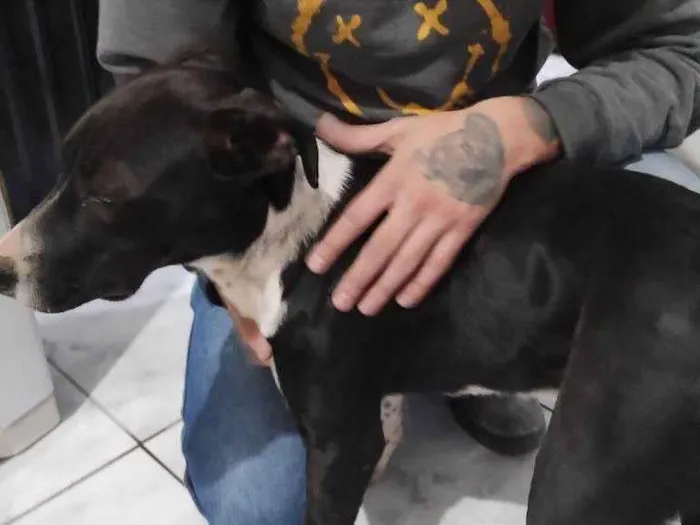 Cachorro ra a Pit-Bull idade 7 a 11 meses nome Falar com Edilene - Whats 11 98133-8884