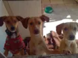 Rex, Tony,Sony e Luna.