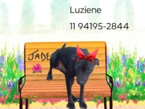 Cachorro raça SRD-ViraLata idade 4 anos nome Jade