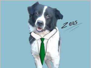 Cachorro raça SRD-ViraLata idade 1 ano nome Zeus
