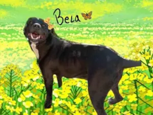 Cachorro raça SRD-ViraLata idade 5 anos nome Bela