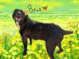 Bela