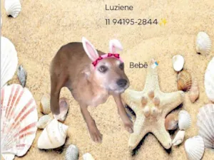 Cachorro raça SRD-ViraLata idade 1 ano nome Pita/bebê 