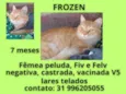 FROZEN