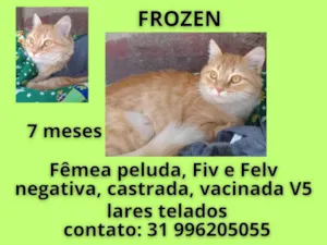 Gato raça SRD-ViraLata idade 7 a 11 meses nome FROZEN
