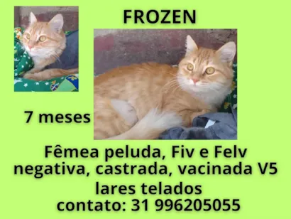 Gato raça SRD-ViraLata idade 7 a 11 meses nome FROZEN