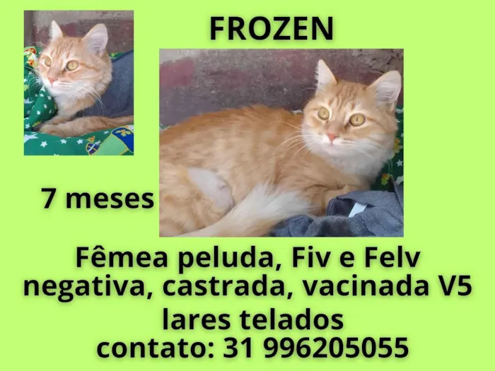 Gato ra a SRD-ViraLata idade 7 a 11 meses nome FROZEN