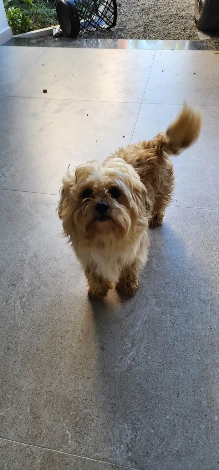 Cachorro ra a SRD-ViraLata idade 2 anos nome Não sei