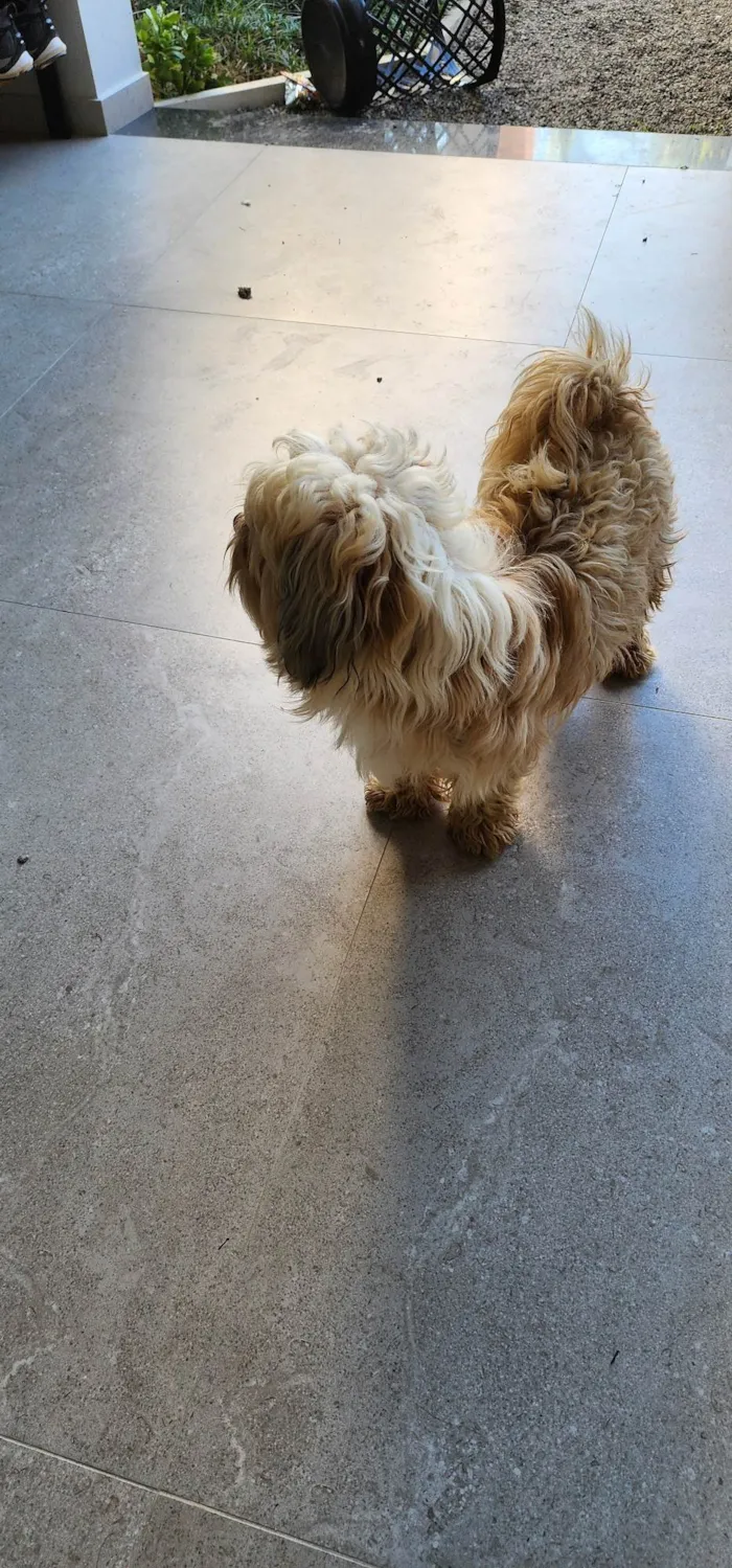 Cachorro ra a SRD-ViraLata idade 2 anos nome Não sei