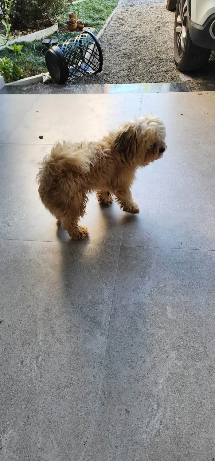 Cachorro ra a SRD-ViraLata idade 2 anos nome Não sei