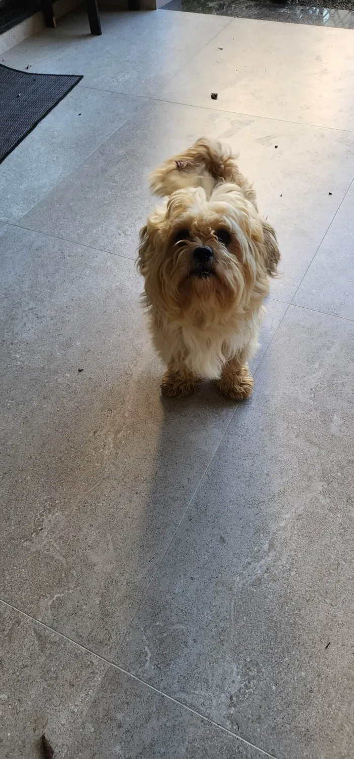 Cachorro ra a SRD-ViraLata idade 2 anos nome Não sei