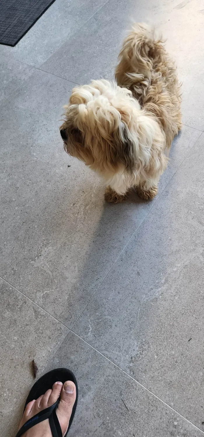 Cachorro ra a SRD-ViraLata idade 2 anos nome Não sei