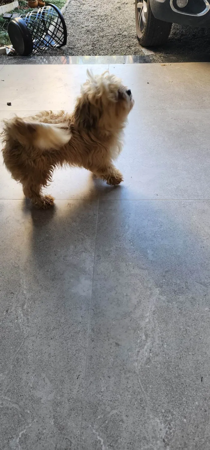 Cachorro ra a SRD-ViraLata idade 2 anos nome Não sei