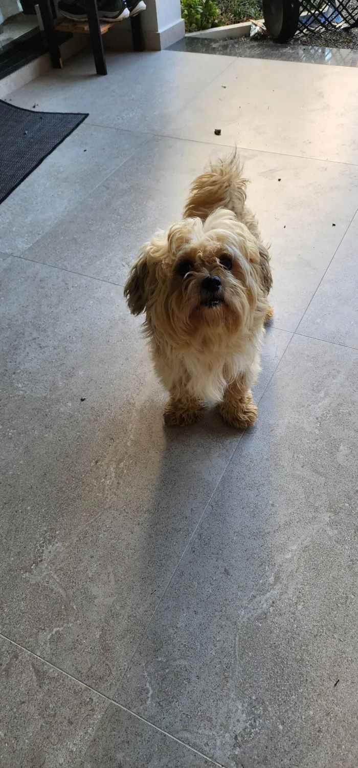 Cachorro ra a SRD-ViraLata idade 2 anos nome Não sei