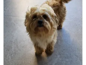 Cachorro raça SRD-ViraLata idade 2 anos nome Não sei
