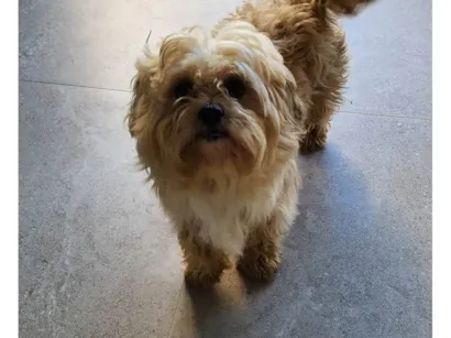 Cachorro raça SRD-ViraLata idade 2 anos nome Não sei